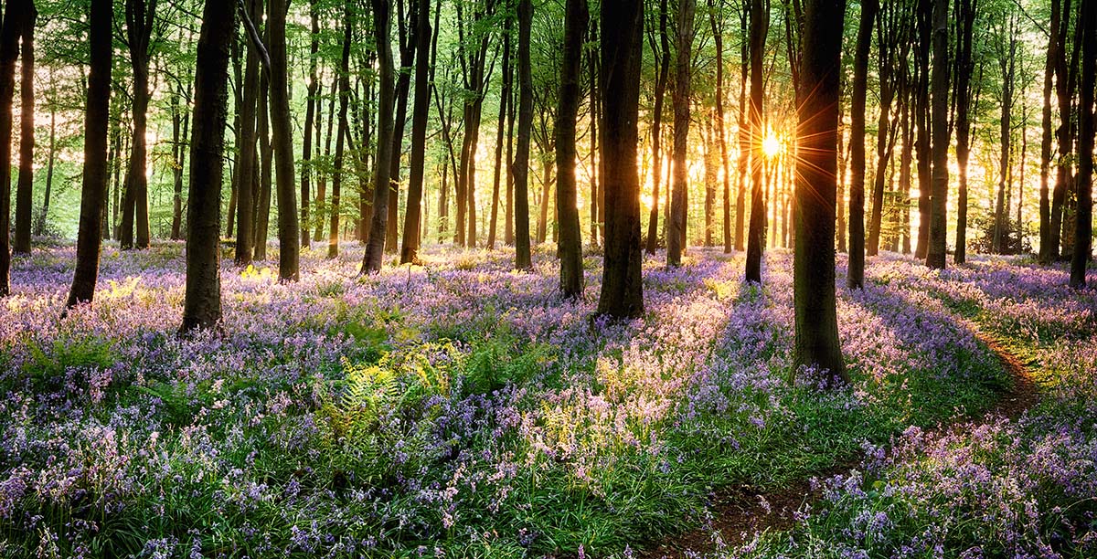 Fotobehang bos en bomen: Fotobehang bos met de zon door de bomen